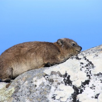 een van de vele Dassies